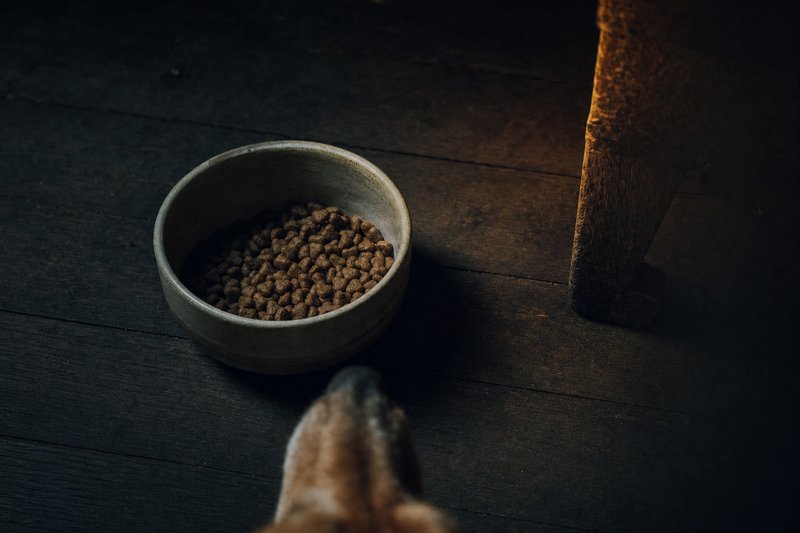 Bowl of dry dog food on a dark wood floor, dog's nose entering the frame