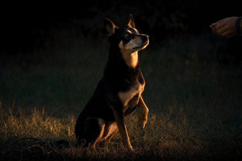 Dog sitting in mid-training session on grass at dusk, warm rim light